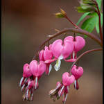 Bleeding Hearts