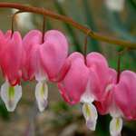 Bleeding Heart