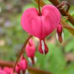 More Bleeding Hearts