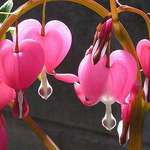 Bleeding Hearts
