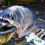 Blind Mama Raccoon, drinking