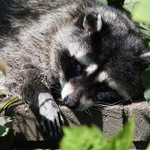 Blind Mother Raccoon resting
