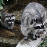 Blind Raccoon with Baby