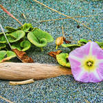 Blooming Driftwood