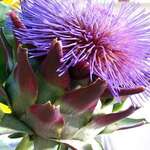 blooming artichoke