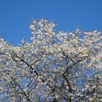Blooming fruit tree 1