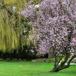 Blossoms & Weeping Willow, March 2007