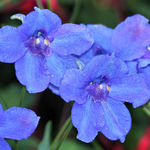 Larkspur  "Summer Nights"