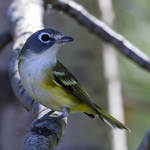 Blue-headed Vireo