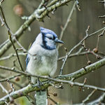 Blue Jays
