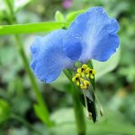 Blue Mouse Ears