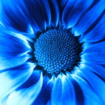 Blue Mums