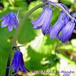 Bluebells on May Day
