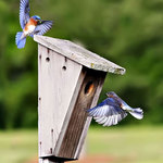 Bluebirds