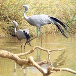 Blue Crane