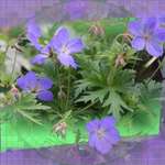 Blue Geranium Mosaic
