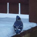 Bluejay on deck
