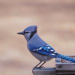 Bluejay