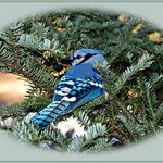 Bluejay