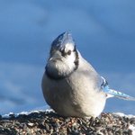 Bluejay