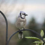 bluejay