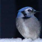 A wintery bluejay
