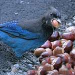 Stellars Jay, "quit staring!)