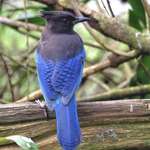 Blue Jay/Stellers Jay