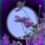 Blue Moon Windflowers -digitally altered