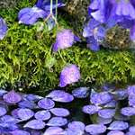 Blue Petals, Raindrops and Moss