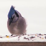 Bluejay