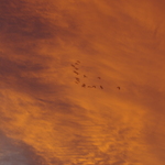 Boambee Sky 110112 031