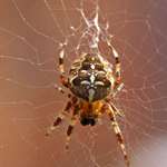 Arachnid ..