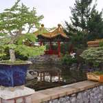 Bonsai Trees/pagoda