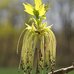 Box Elder Flower