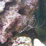 BOXING SHRIMP