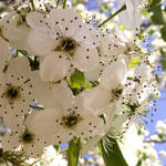 Bradford Pear Tree in Bloom 2