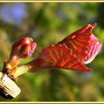 New Growth