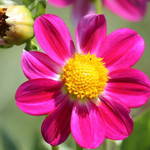 Bright Pink Flower