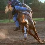 Broncs