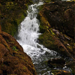 Brooklet
