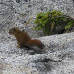 Brown Baby Squirrel