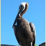 Brown Pelican