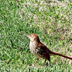 Brown Thrasher