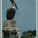 Brown Pelican on Key Largo