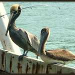 Two Brown Pelicans, breeding and immature