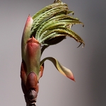 Budding Buckeye
