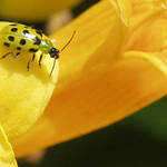 Ladybug