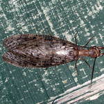 bug2