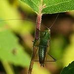 Green Bug